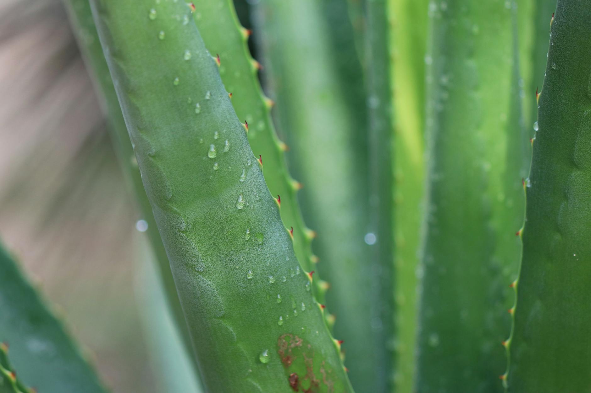 Alzheimer et Aloe vera : ce que la science commence à découvrir